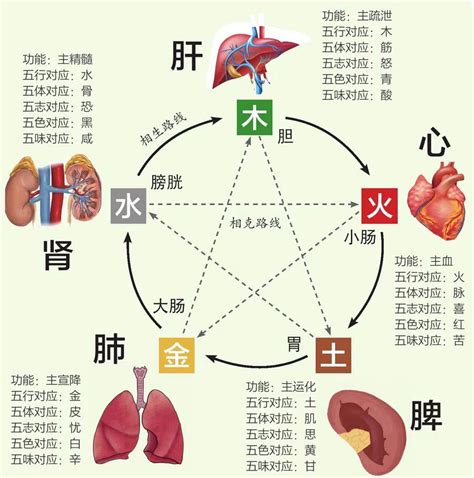 五行 五脏|五脏（中医基础术语）